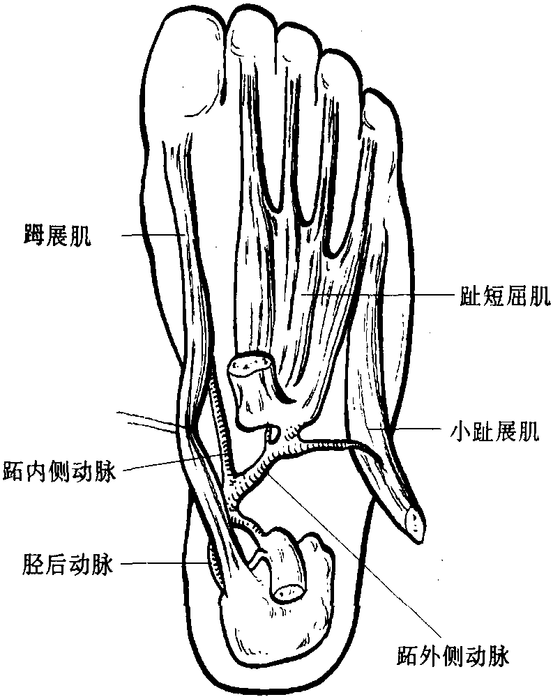 15 跖底內側皮瓣